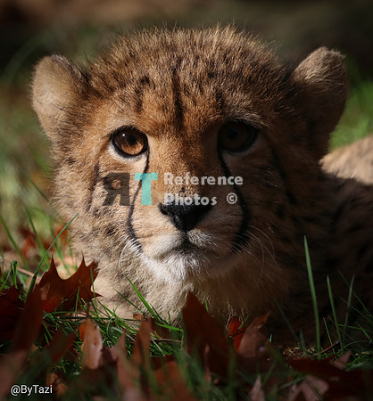 Cheetah