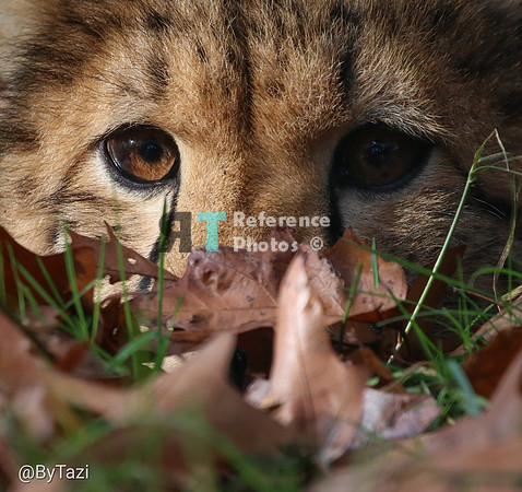 Cheetah