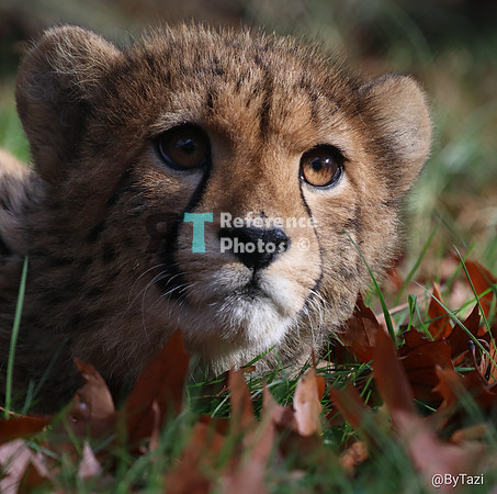 Cheetah