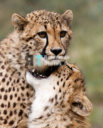 Cheetah siblings