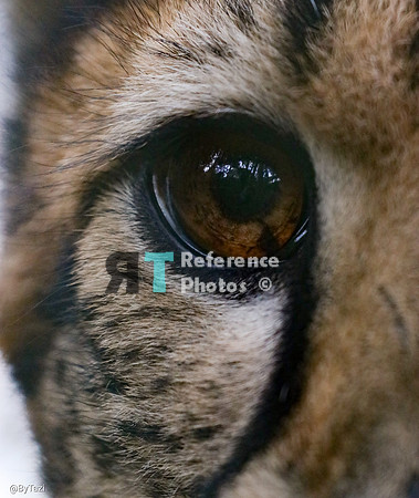 Cheetah