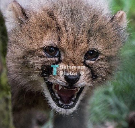 Cheetah cub hissing