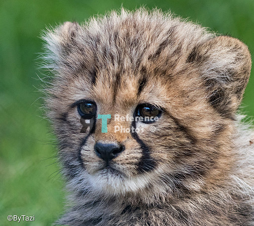 Cheetah cub