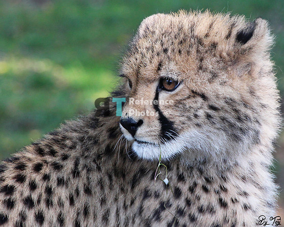 Cheetah