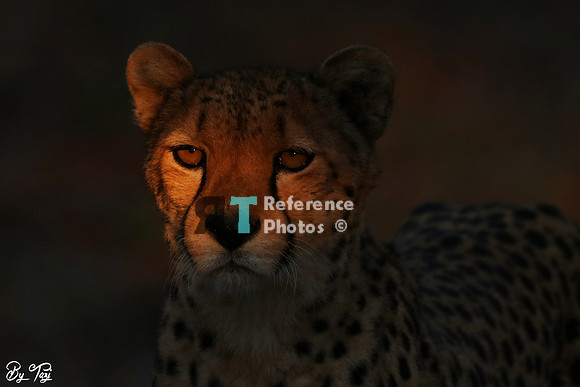 Cheetah