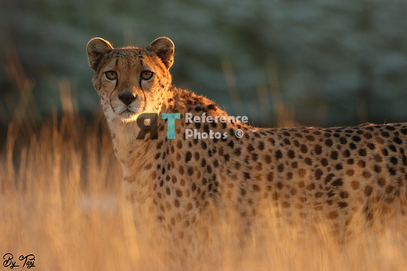 Cheetah