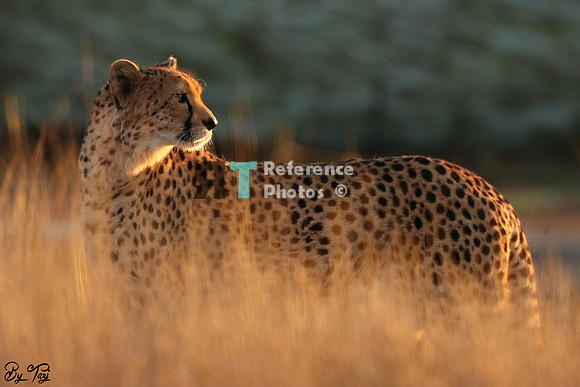 Cheetah