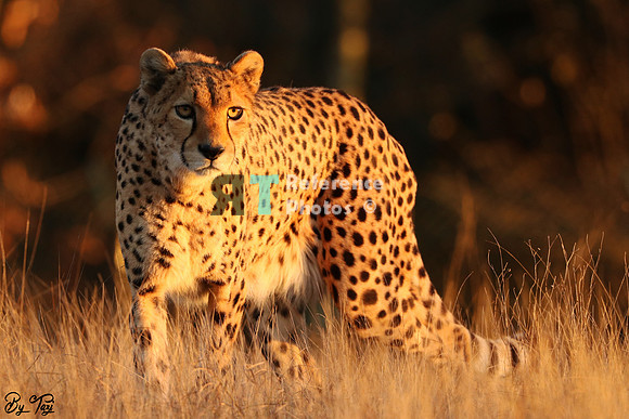 Cheetah
