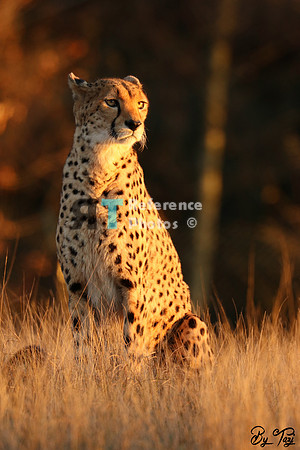 Cheetah