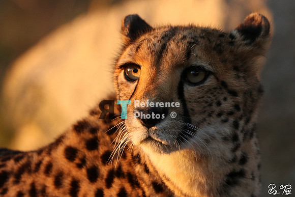 Cheetah