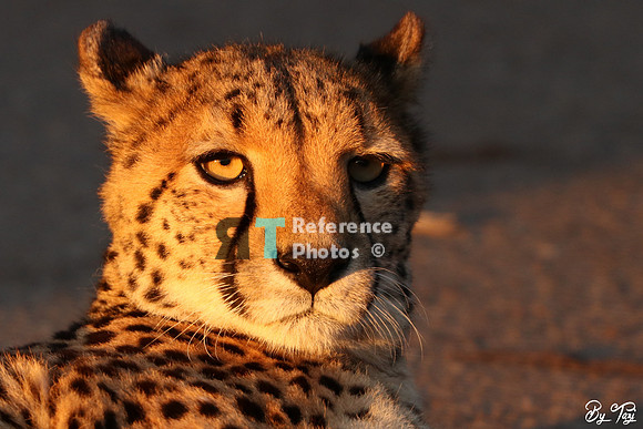 Cheetah