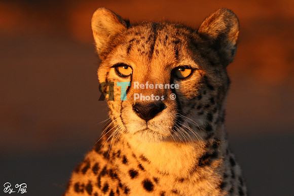 Cheetah