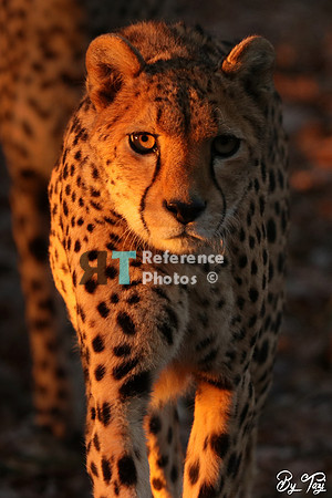Cheetah