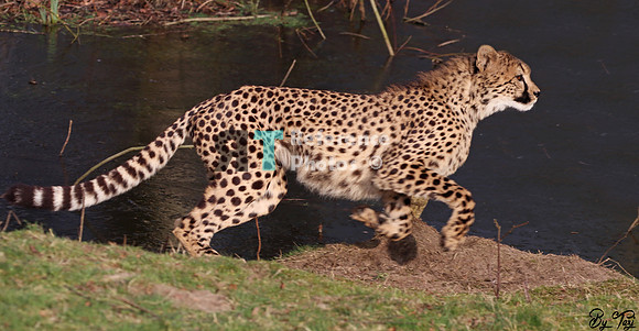 Cheetah running