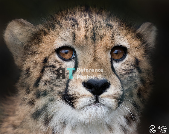 Cheetah