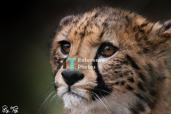 Cheetah