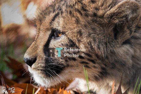 Cheetah profile