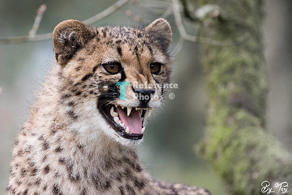 Cheetah meowing