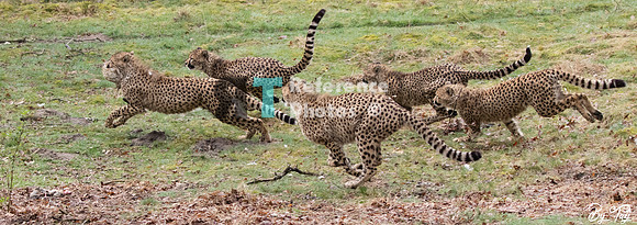 Cheetahs running