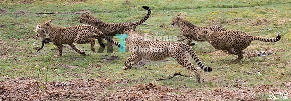 Cheetah running