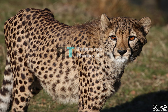 Cheetah