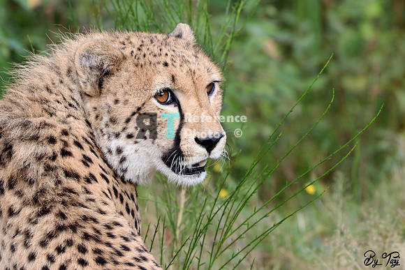 Cheetah