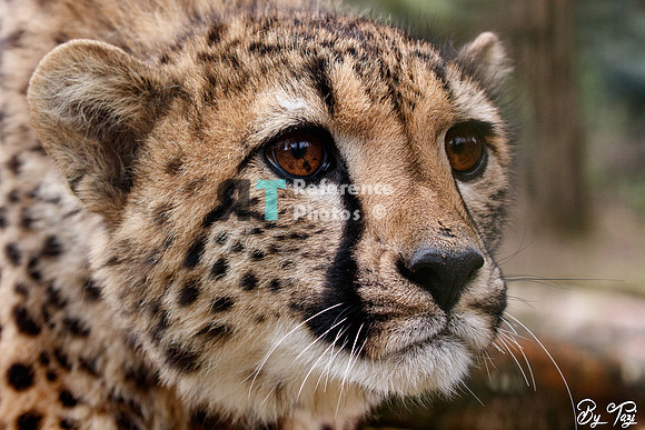Cheetah