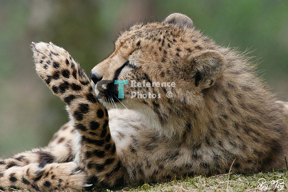 Cheetah