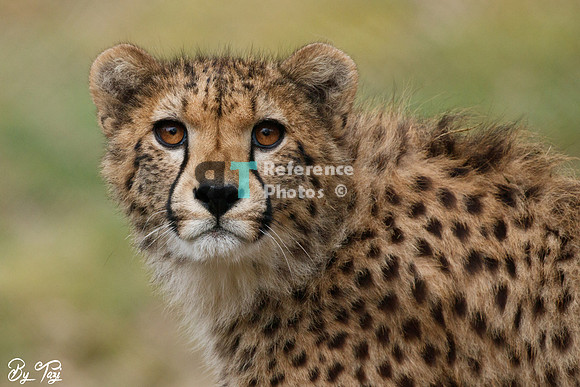 Cheetah