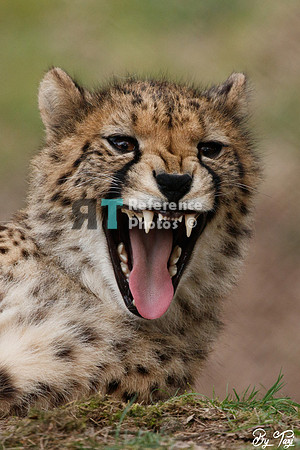 Cheetah yawning