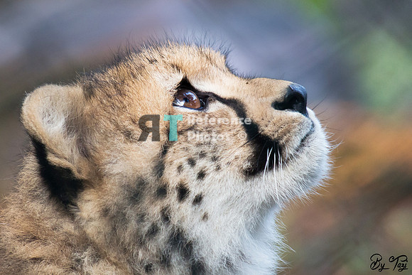 Cheetah