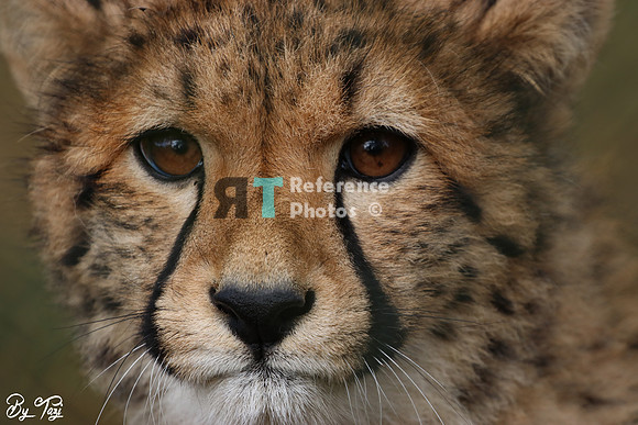 Cheetah