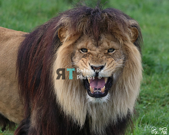Lion hissing