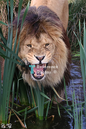 Lion hissing