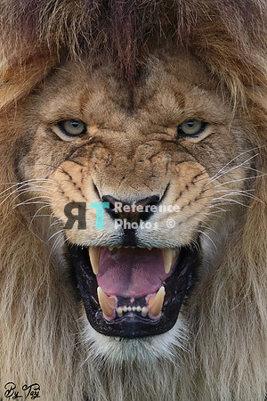 Lion hissing (colour crop)