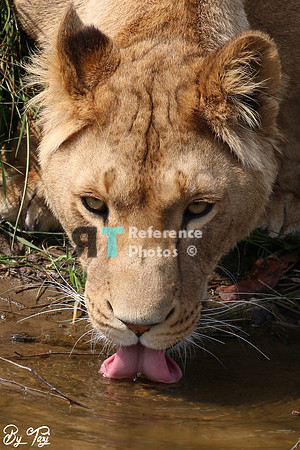 Lioness drinking