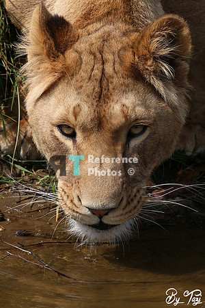 Lioness drinking