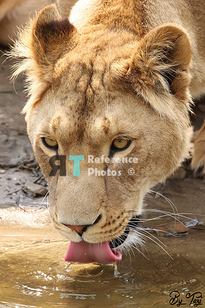 Lioness drinking