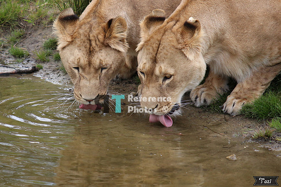 Lioness drinking