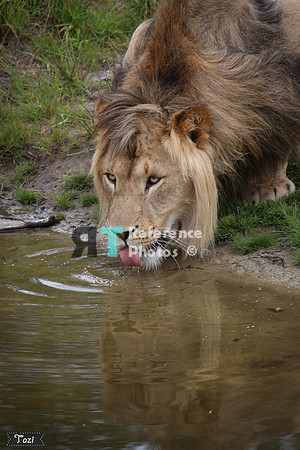 Lion drinking