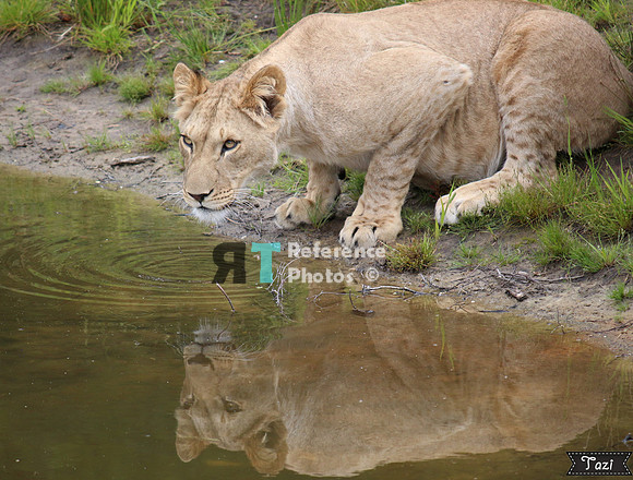 Lioness drinking
