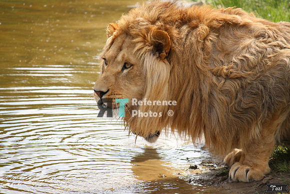 Lion drinking