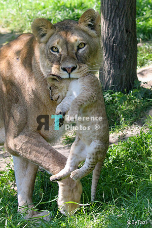 Lioness carrying cub