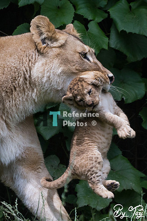 Lioness carrying cub