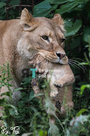 Lioness carrying cub