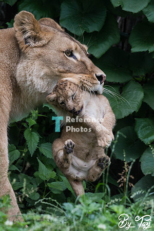 Lioness carrying cub