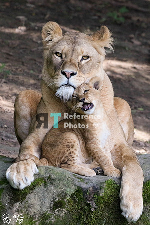 Lioness and cub cuddling