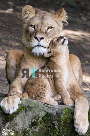 Lioness and cub cuddling