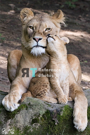 Lioness and cub cuddling