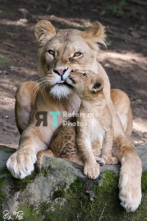 Lioness and cub cuddling